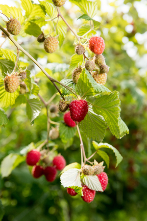 Rasberryの写真素材