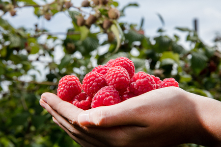 Rasberryの写真素材