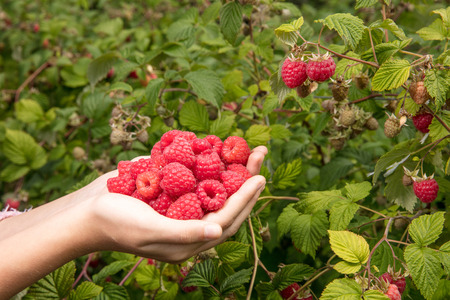 Raspberryの写真素材