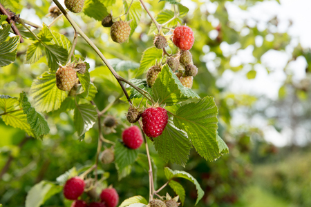 Raspberryの写真素材
