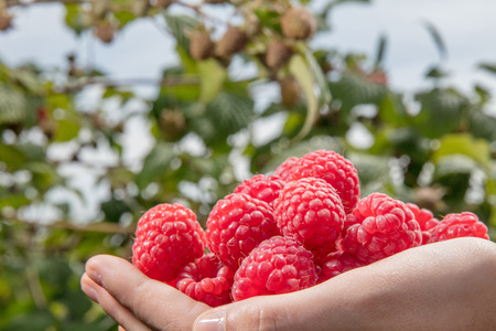 Raspberryの写真素材