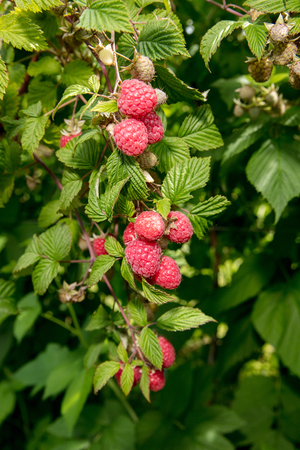 Raspberryの写真素材
