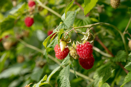 Raspberryの写真素材