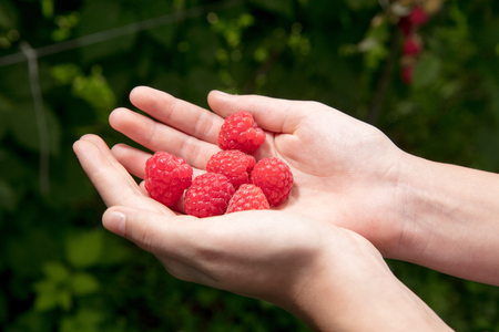 Raspberryの写真素材