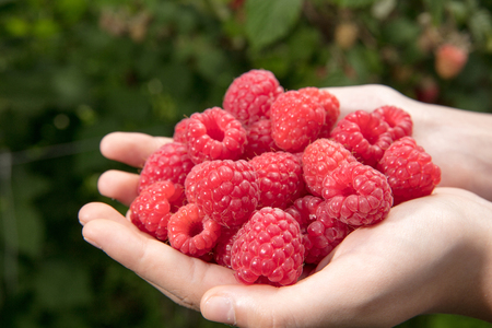 Raspberryの写真素材