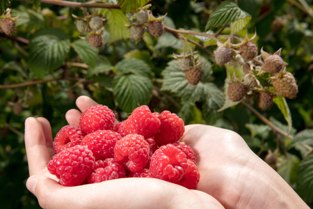 Raspberryの写真素材