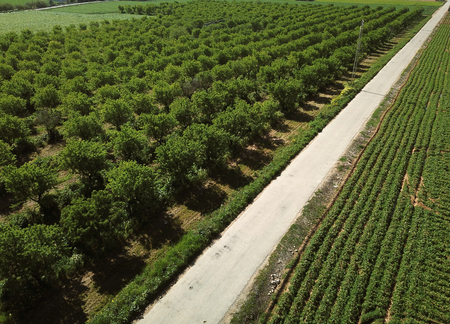 Aerial view of field growingの写真素材