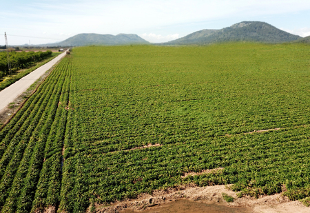 Aerial view of field growingの写真素材