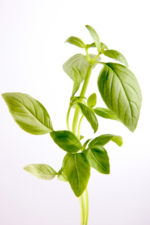 Vertical basil twigの写真素材