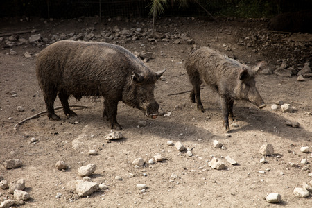 Wild hogの写真素材