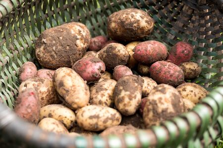 Potatoes in green basketの写真素材