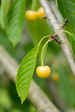 Cherries on treeの写真素材