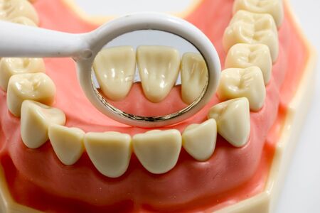 Teeth model