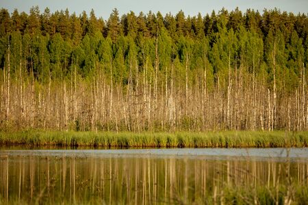 Forest by the waterの写真素材