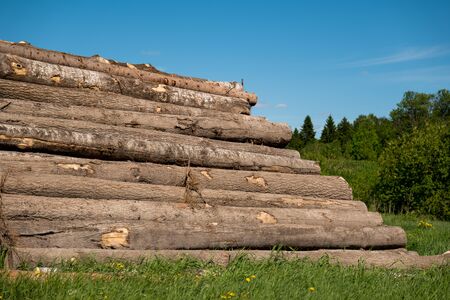 Stacked log pile