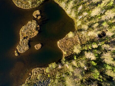 Forest by the lakeの写真素材