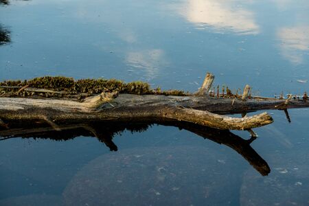 Tree branch floatingの写真素材