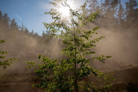 Sunlight through tree and dustの写真素材