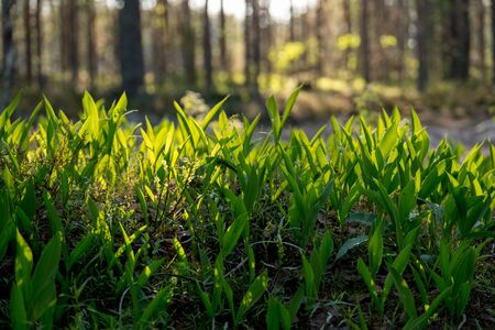 Lily of the valleyの写真素材