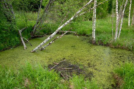 Swamp in field by the forest