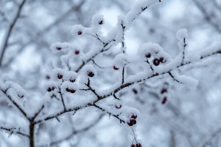 Frosty branch in snowy