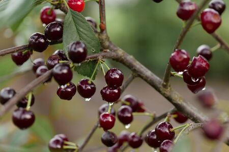 Sweet cherry red berries
