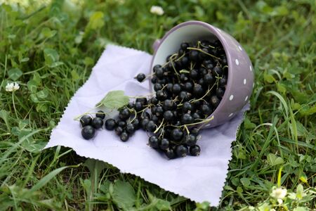 Black currant in the mugの写真素材