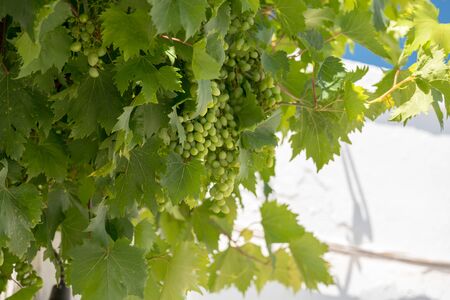 Fresh green grapes