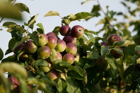 Apples on a tree in a gardenの写真素材