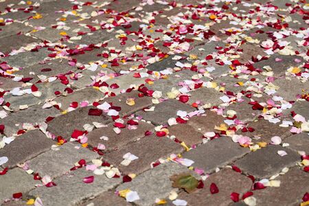 Rose petals on the groundの写真素材