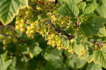 Branches of currants