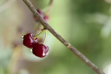 Sweet cherry red berriesの写真素材