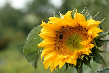 Sunflower in the fieldの写真素材