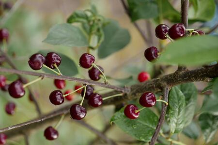 Sweet cherry red berries