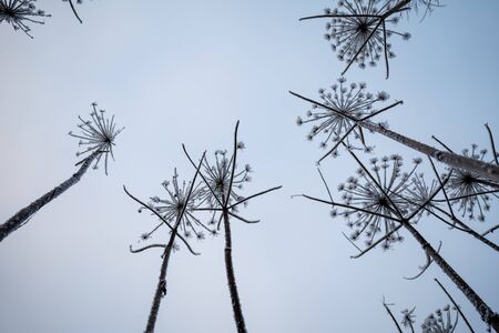 Frosty plants in snowy