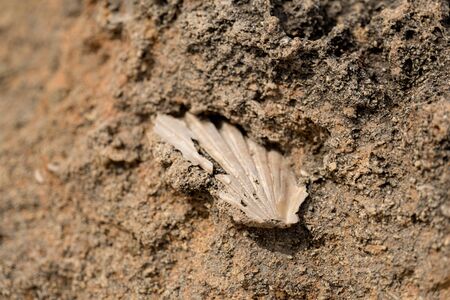 Sea shell fossil