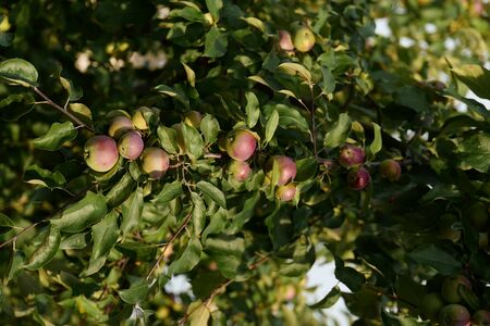 Apples on a tree in a gardenの写真素材