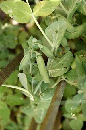 Green peas in the fieldの写真素材