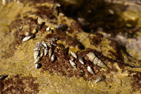 Seashells and seaweed in shallow sea waterの写真素材