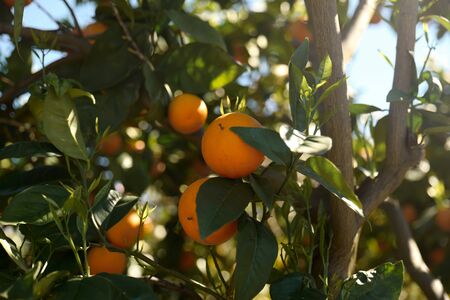 Orange tree in orange farmの写真素材