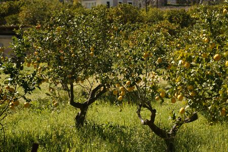 Ripe lemon treesの写真素材