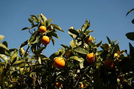 Orange tree in orange farmの写真素材