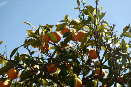 Orange tree in orange farm