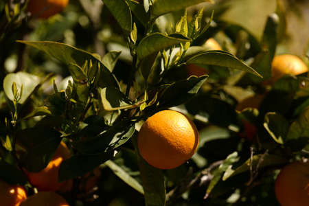 Orange tree in orange farm