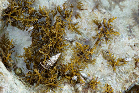 Seashells and seaweed in shallow sea water