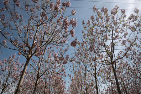 Pink flowers on trees. Tabebuia roseaの写真素材