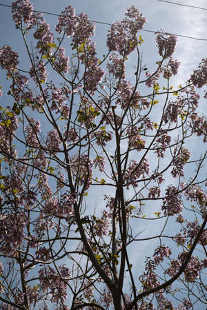 Pink flowers on trees. Tabebuia roseaの写真素材