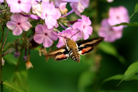 Butterfly on a pink flowerの写真素材