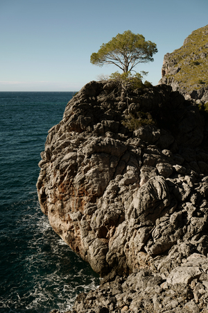 Rocky coastline and treeの写真素材