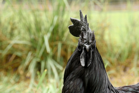 Black rooster on green grassの写真素材